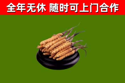 蓟州烟酒回收冬虫夏草.jpg