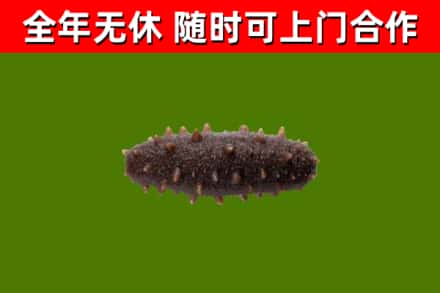 蓟州烟酒回收干海参.jpg